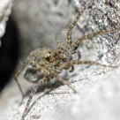 Pardosa pullata - Wolf spider
